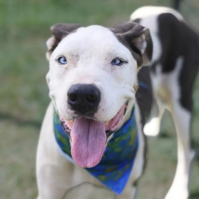 An adult medium-sized male American Staffordshire Terrier dog named Sunny for adoption in San Antonio, TX