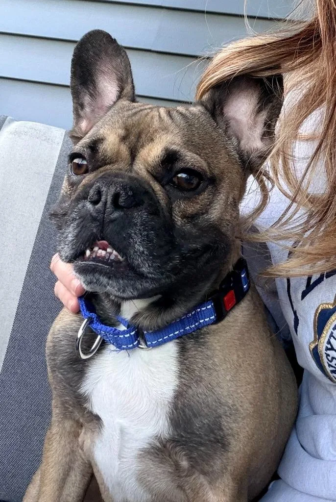 An adult small-sized male French Bulldog dog named Bennie for adoption in Walnutport, PA