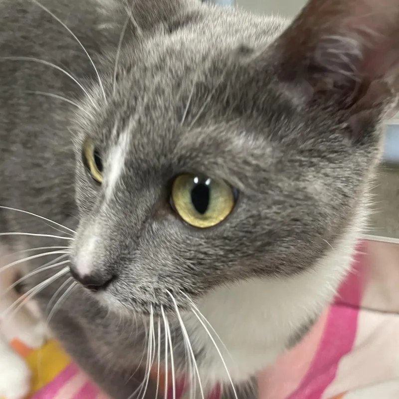 A young medium-sized female Gray / Blue / Silver Domestic Short Hair cat named Ashlyn for adoption in Saint Charles, MO