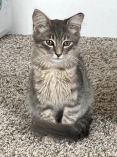 Cosmo