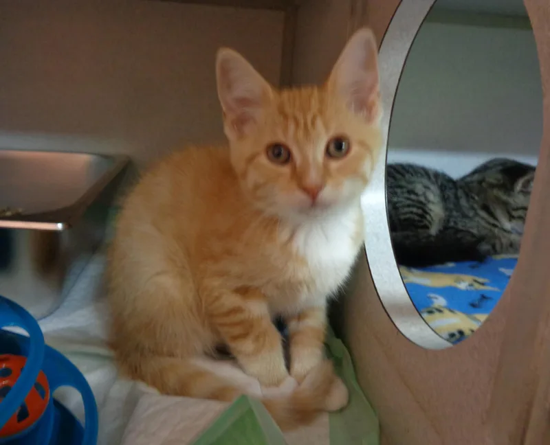 A baby small-sized male Orange / Red Tiger cat named Biscotti for adoption in Delhi, NY