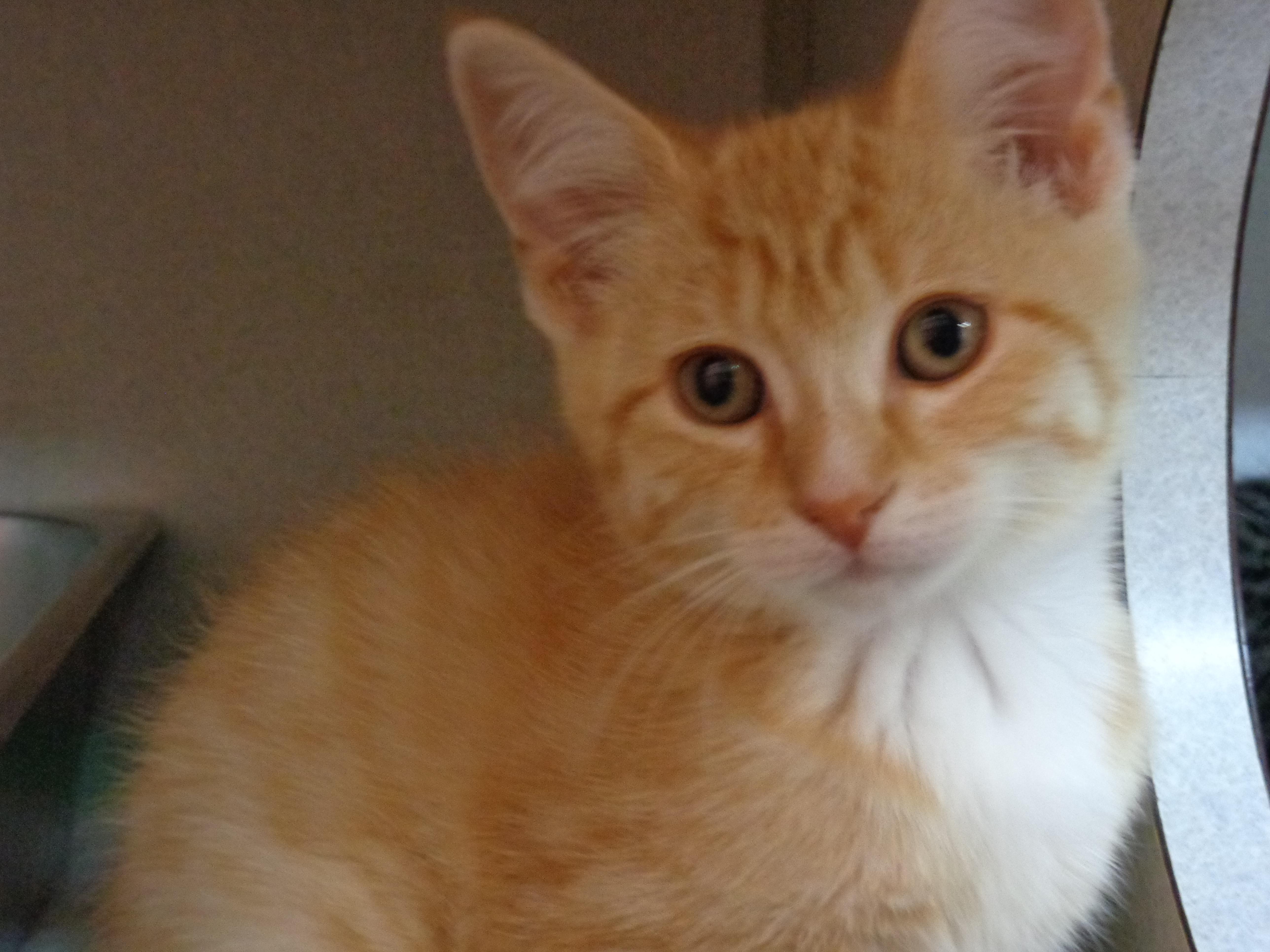 Biscotti thumbnail 2