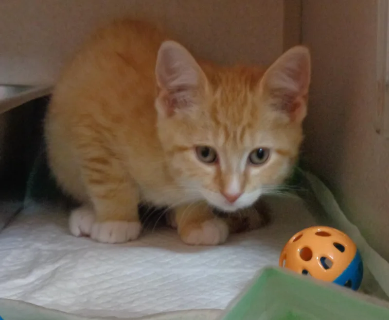 Biscotti thumbnail 3
