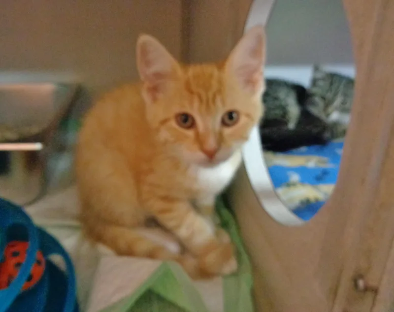 Biscotti thumbnail 4
