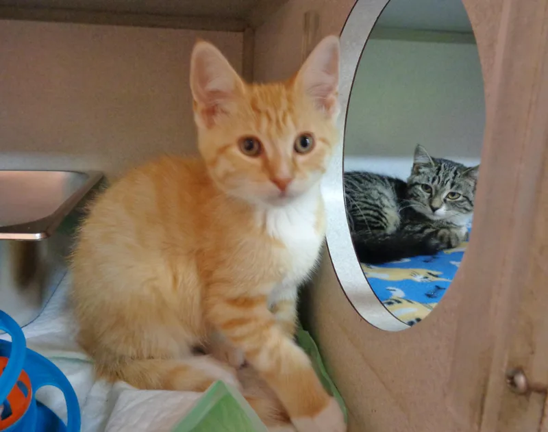 Biscotti thumbnail 5