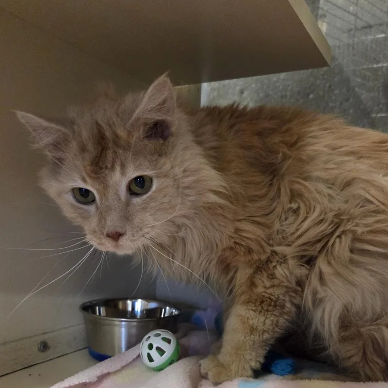 An adult medium-sized male Buff / Tan / Fawn Domestic Long Hair cat named Dubai for adoption in Hinsdale, IL