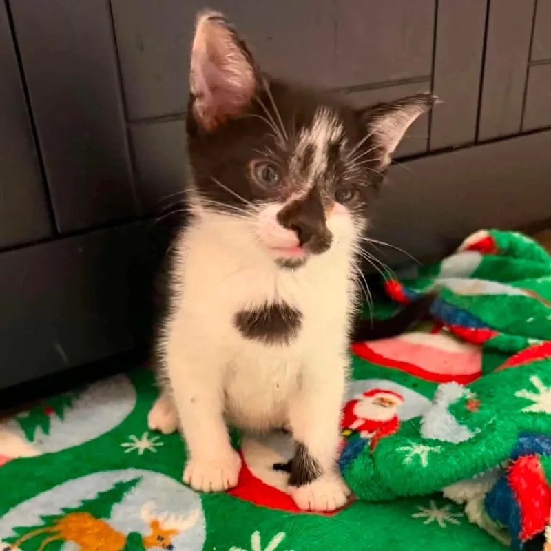 A baby small-sized male Black Domestic Short Hair cat named Razzle for adoption in Wichita, KS