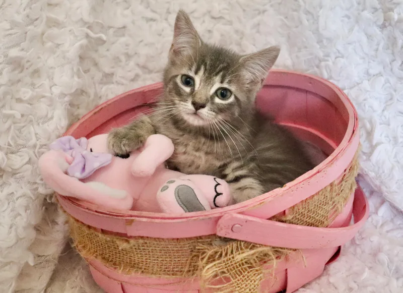 A baby medium-sized female Gray / Blue / Silver Tabby cat named Dahlia for adoption in Saint Augustine, FL