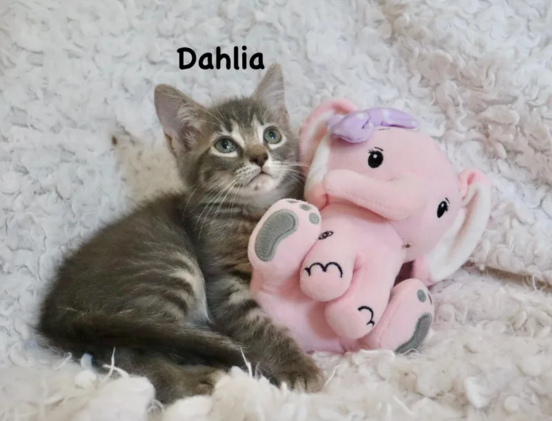 Dahlia thumbnail 3