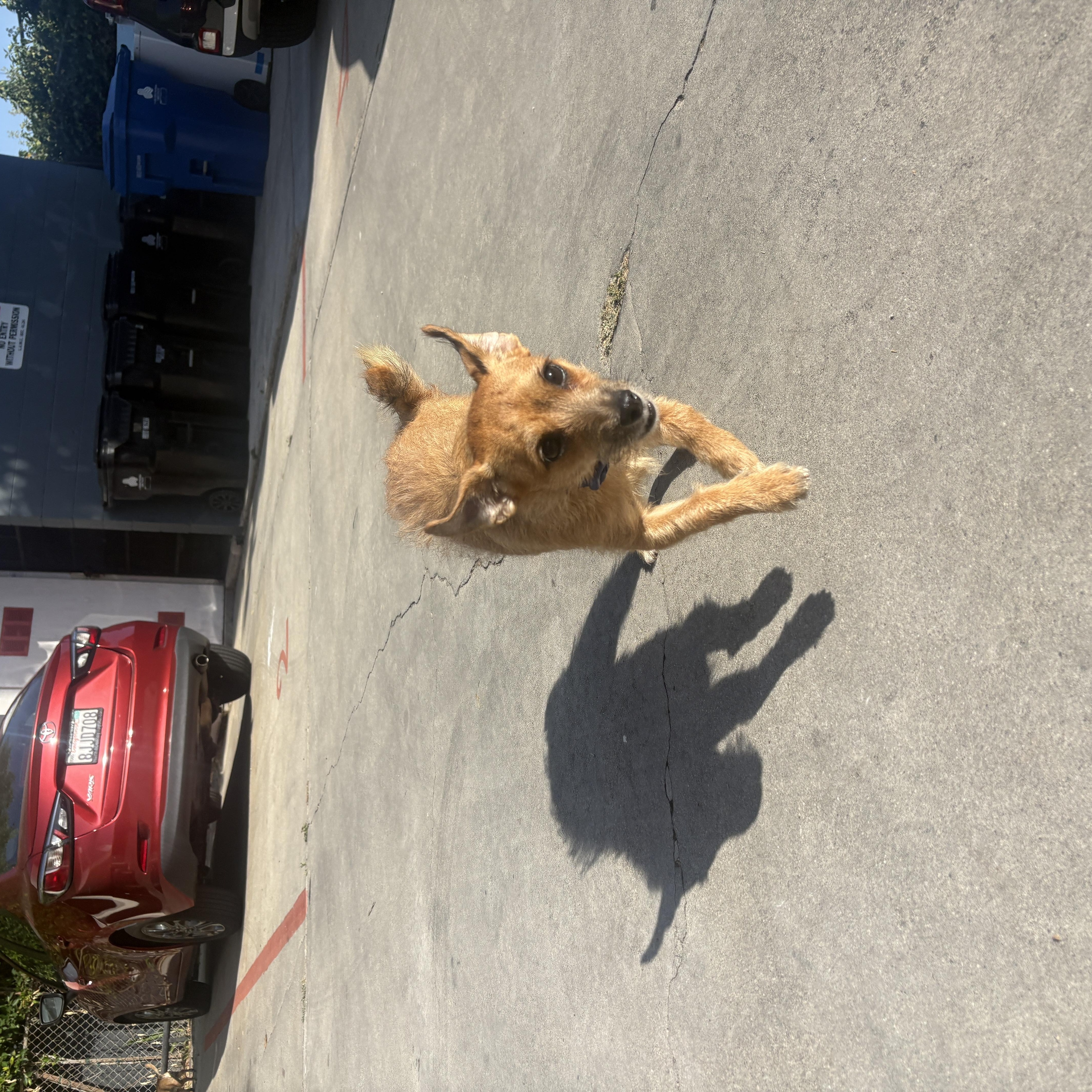 A young small-sized female Terrier dog named Roxy for adoption in Beverly Hills, CA