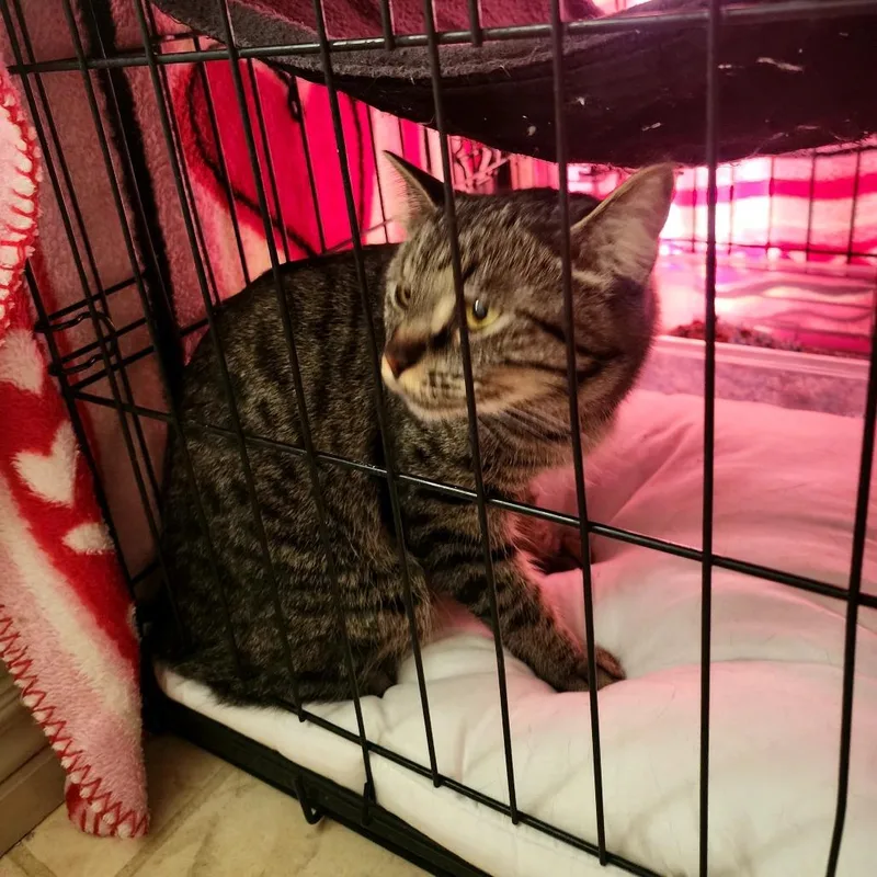 An adult small-sized female Black Domestic Short Hair cat named Bella for adoption in Grantsville, UT