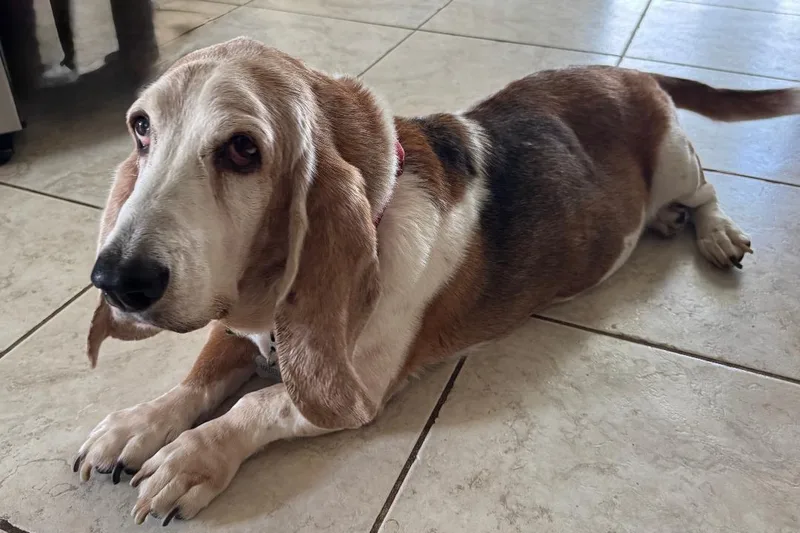 A senior medium-sized female Tricolor (Brown, Black, & White) Basset Hound dog named Madeleine for adoption in Auburndale, FL