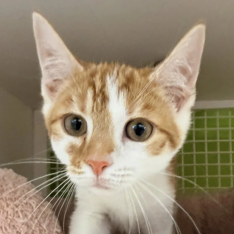 A young medium-sized male Orange / Red Domestic Short Hair cat named Harry Kane for adoption in Alpharetta, GA