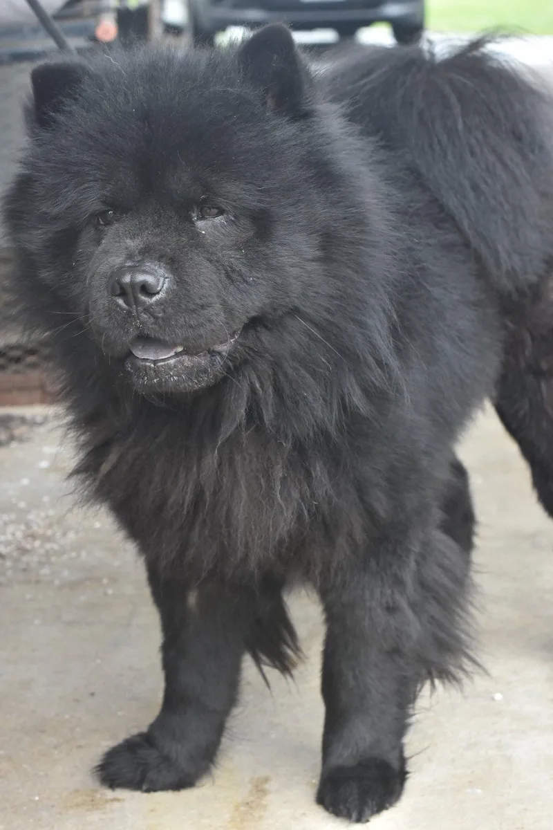 A young medium-sized male Black Chow Chow dog named Zeus for adoption in Bowling Green, OH
