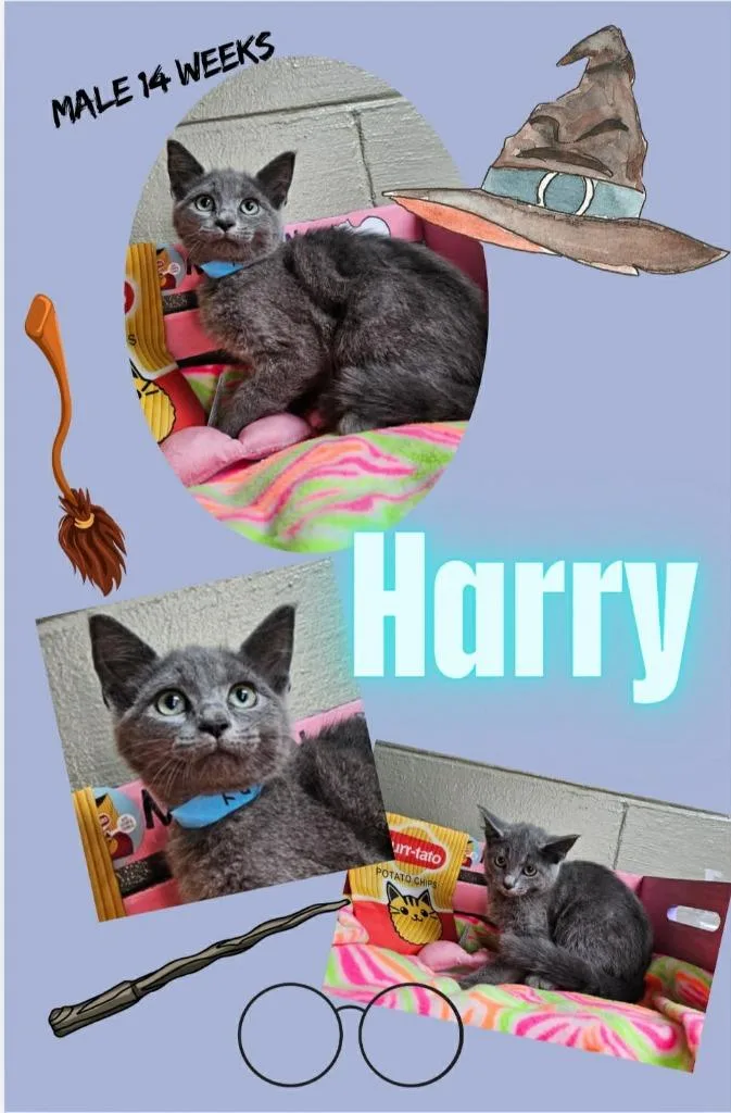 Harry