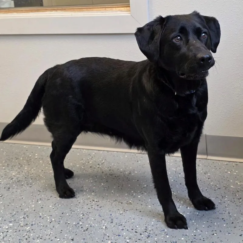 An adult medium-sized female Black Labrador Retriever dog named Teagan for adoption in Yankton, SD