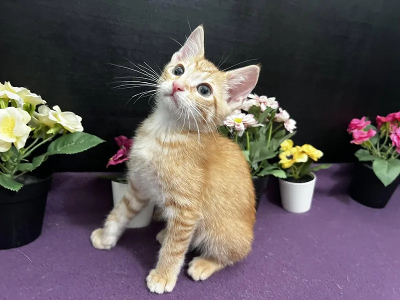 A baby small-sized male Orange / Red Tabby cat named Jefferson for adoption in Fayetteville, GA