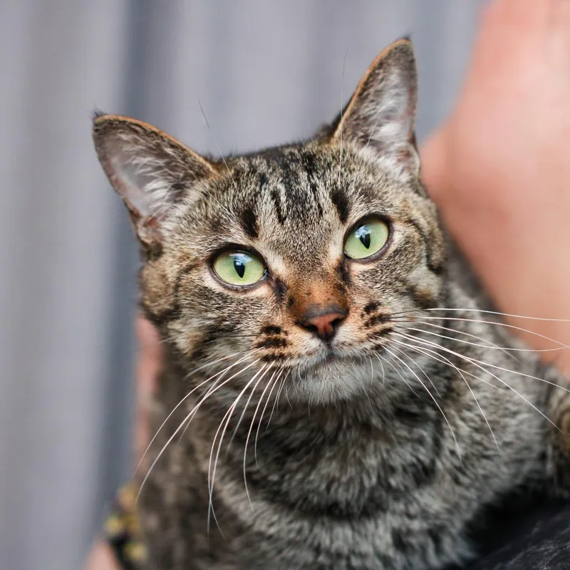 An adult medium-sized female Gray / Blue / Silver Domestic Short Hair cat named Mia for adoption in Hattiesburg, MS