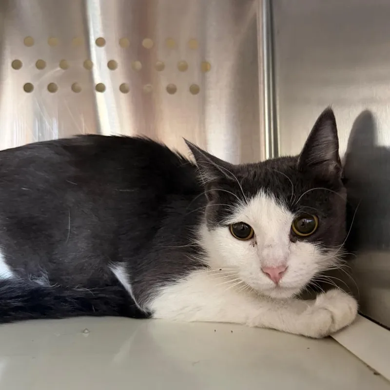 A young medium-sized female Gray / Blue / Silver Domestic Short Hair cat named Mama Nurse Jackie for adoption in Denver, CO