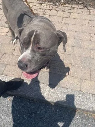 A senior large-sized male Pit Bull Terrier dog named Okey Dokey Smokey for adoption in Washington, DC
