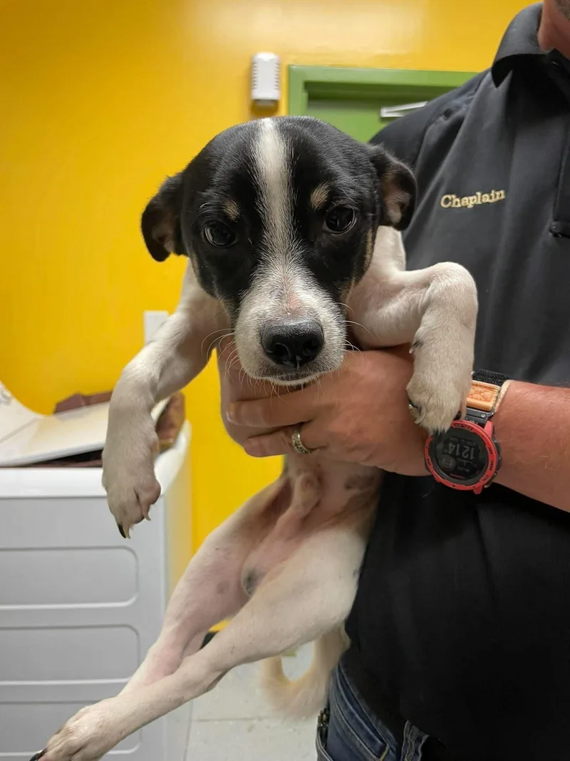 An adult small-sized male Jack Russell Terrier dog named Zuko for adoption in Bishopville, SC