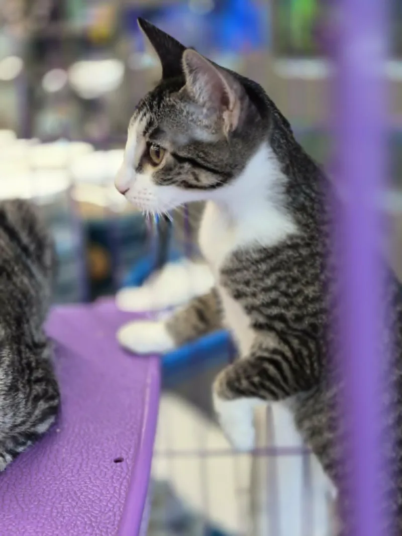 A baby small-sized female Domestic Short Hair cat named Betsy for adoption in West Palm Beach, FL