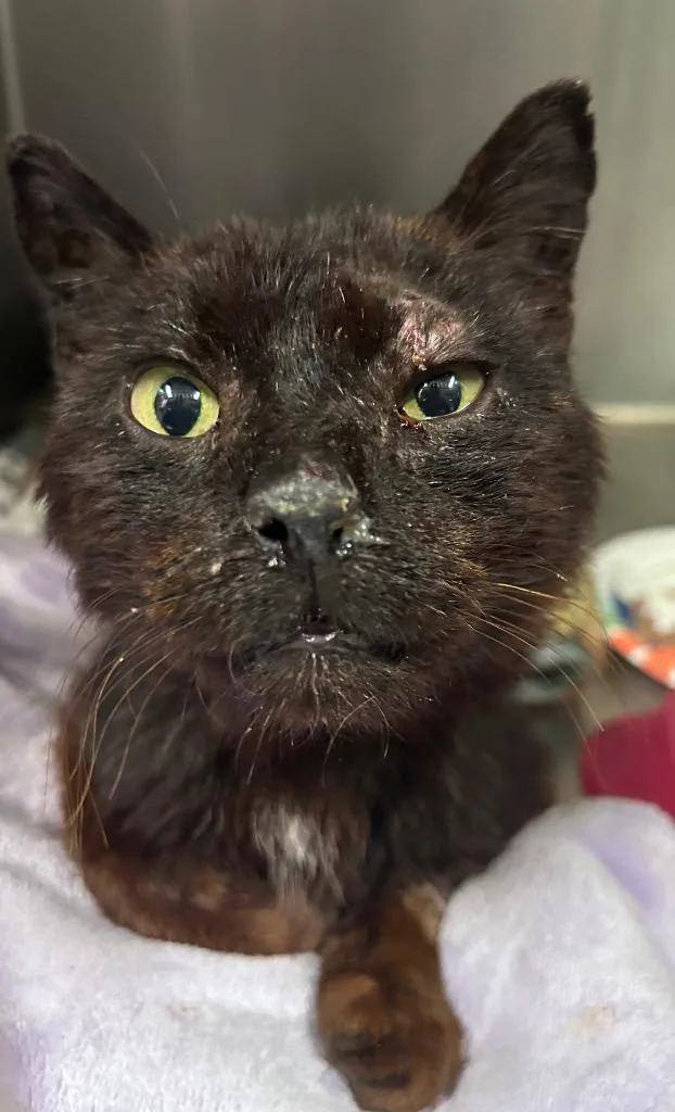 A senior small-sized male Domestic Medium Hair cat named Jona for adoption in Meriden, CT