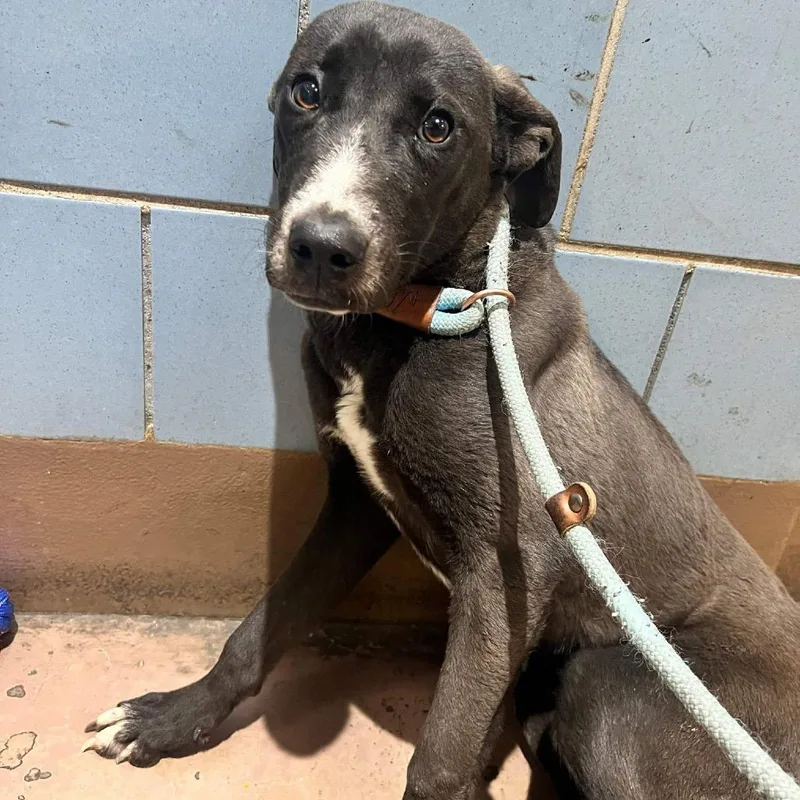 An adult medium-sized female Black Labrador Retriever dog named Jada for adoption in Northbrook, IL