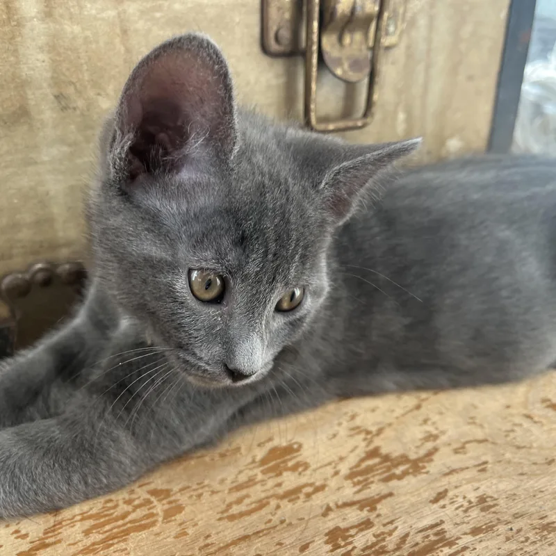 A baby medium-sized male Gray / Blue / Silver Domestic Short Hair cat named Buzz for adoption in Sewell, NJ