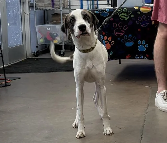 An adult large-sized male Mixed Breed dog named Max for adoption in Dallas, TX