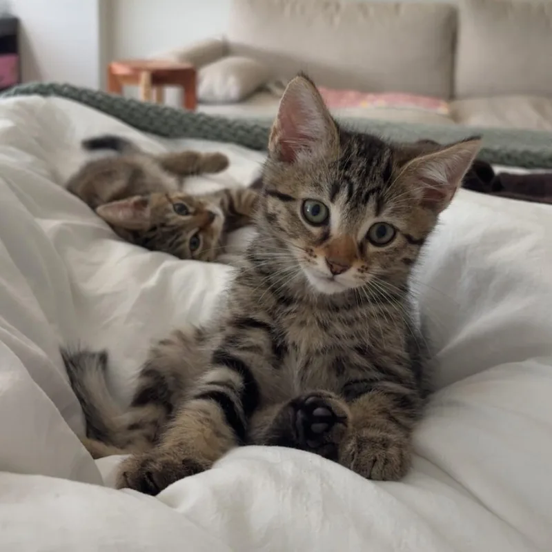 A baby medium-sized male Tabby (Brown / Chocolate) Domestic Short Hair cat named Scoot for adoption in Chicago, IL