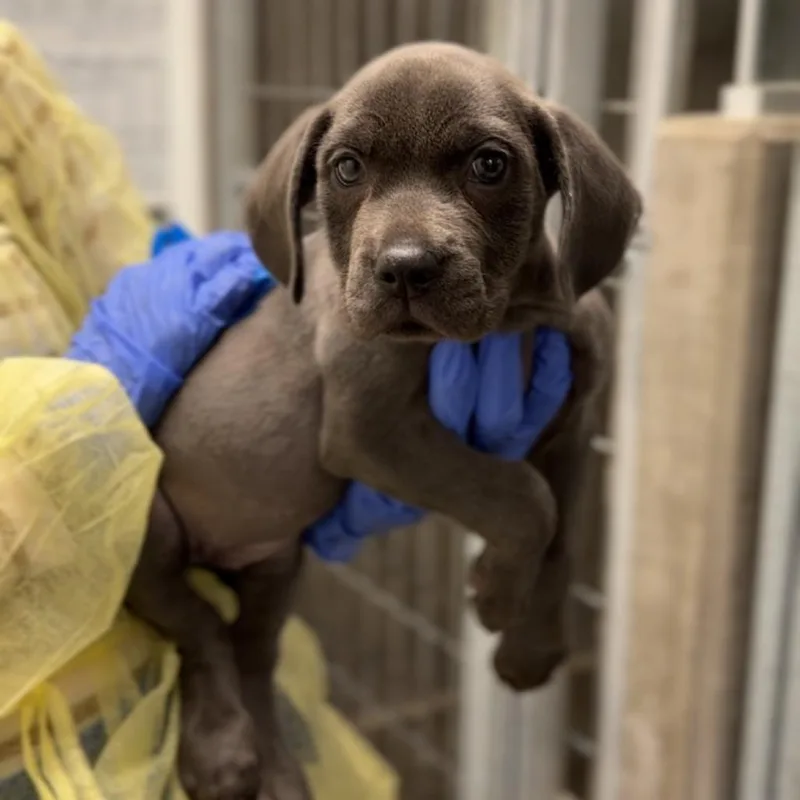 A baby small-sized female Black Terrier dog named Cortada A for adoption in Mission Hills, CA