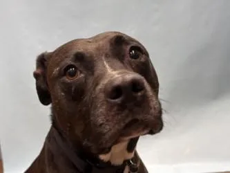 Daphne