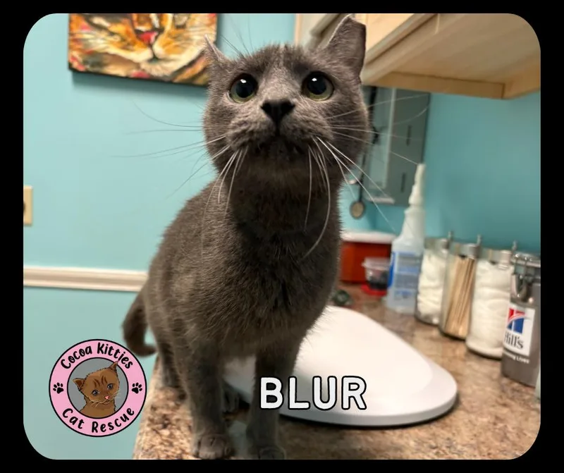 An adult medium-sized male Domestic Short Hair cat named Blur for adoption in Hershey, PA
