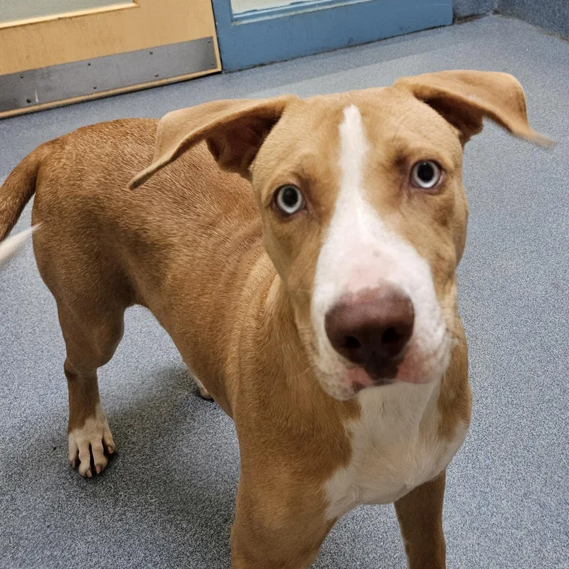 A young medium-sized male White / Cream Pit Bull Terrier dog named Tin foil for adoption in Suffolk, VA