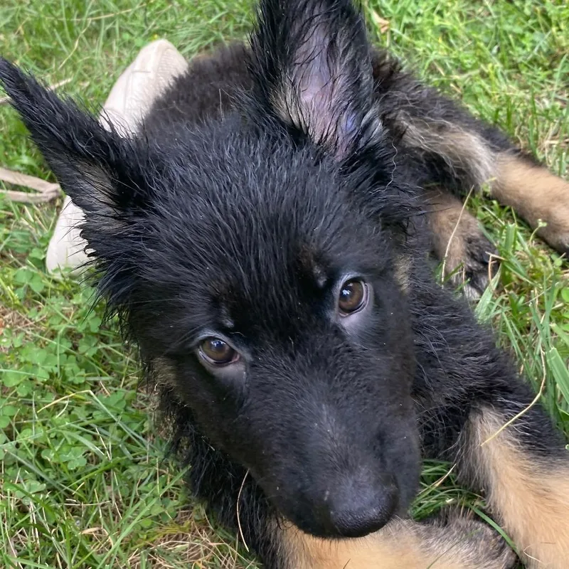 A baby medium-sized female German Shepherd Dog dog named Violet for adoption in New Ringgold, PA