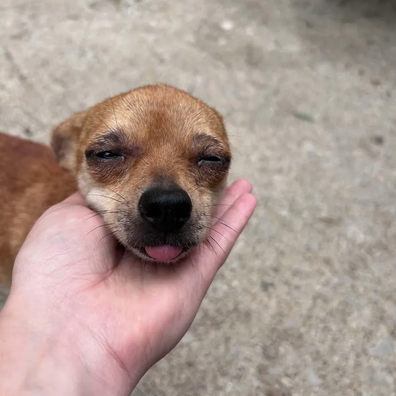 Peaches thumbnail 2