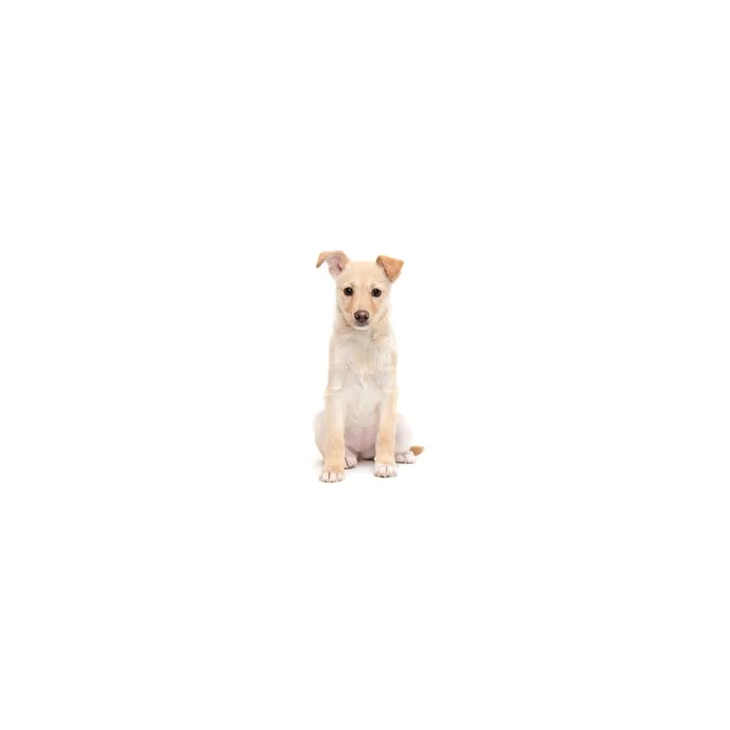 A baby small-sized female Yellow / Tan / Blond / Fawn Mixed Breed dog named Bee for adoption in Playa Vista, CA