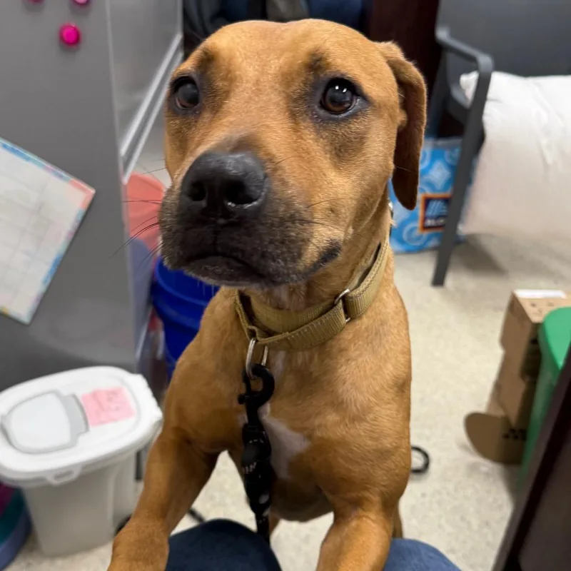 An adult medium-sized male Yellow / Tan / Blond / Fawn Mixed Breed dog named Tres for adoption in Jacksonville, FL