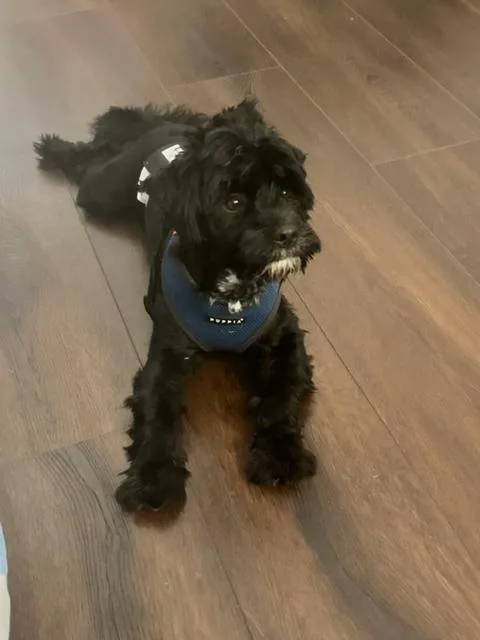 A young small-sized male Black Shih Tzu dog named Spot for adoption in Lafayette, CA