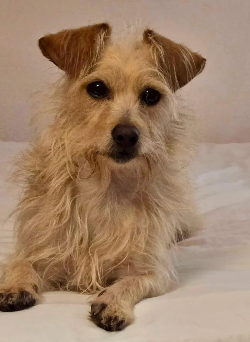 An adult small-sized male Chihuahua dog named Milo Miller for adoption in Alpharetta, GA