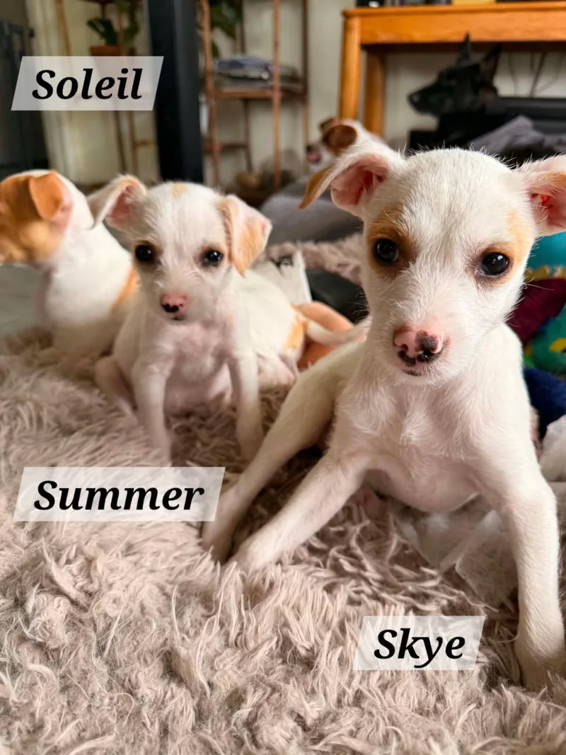 A baby small-sized female Red / Chestnut / Orange Jack Russell Terrier dog named Summer for adoption in Lafayette, CA