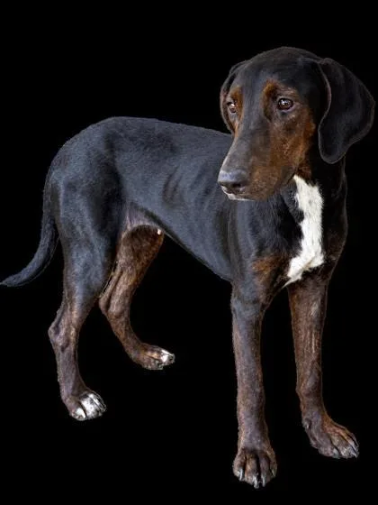 An adult medium-sized female Hound dog named Dixie for adoption in Cumberland, MD