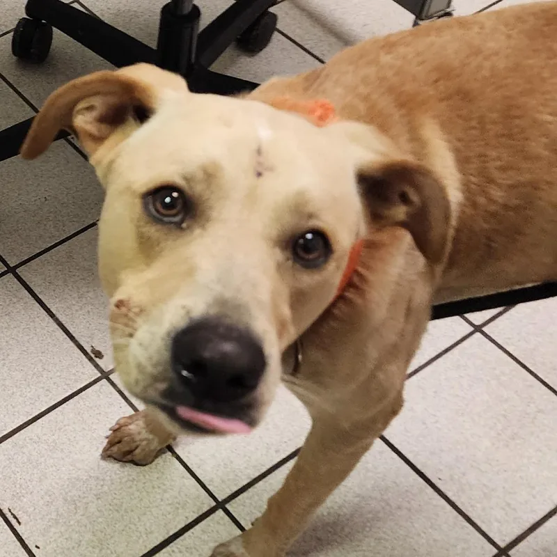 An adult medium-sized male Yellow / Tan / Blond / Fawn Mixed Breed dog named Mister for adoption in Charleston, WV