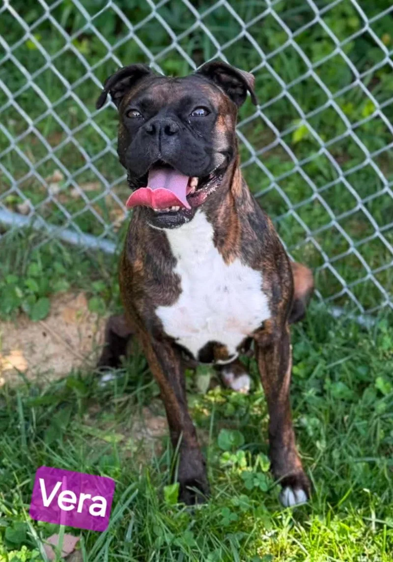 Vera