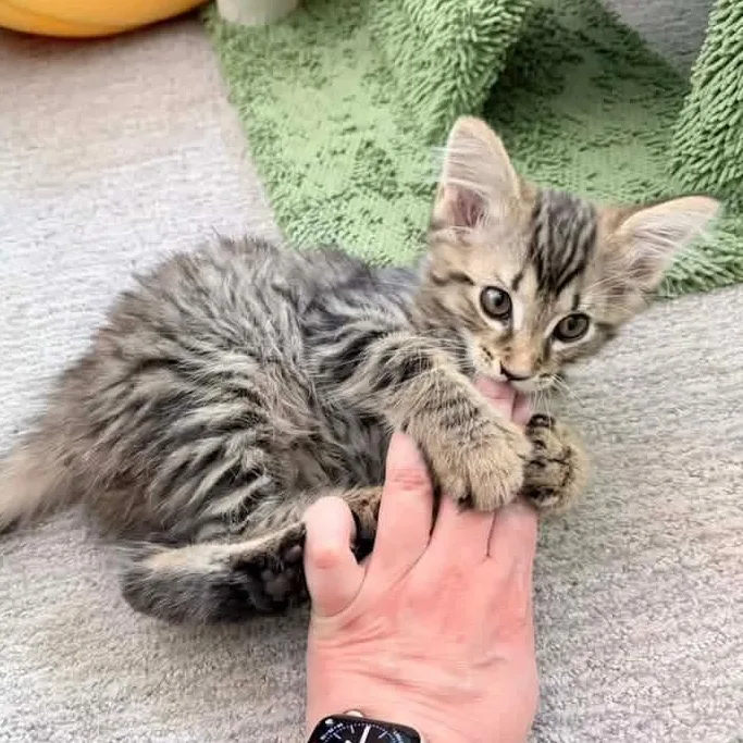 A baby medium-sized male Tabby (Brown / Chocolate) Domestic Long Hair cat named Hawk for adoption in Kentwood, MI