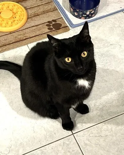 An adult medium-sized male Black & White / Tuxedo Domestic Short Hair cat named Oscar for adoption in New York, NY