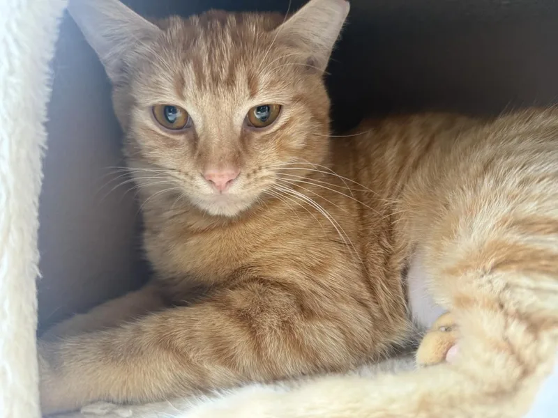 A young medium-sized female Orange / Red Domestic Short Hair cat named Kelly Garrett for adoption in Chandler, AZ