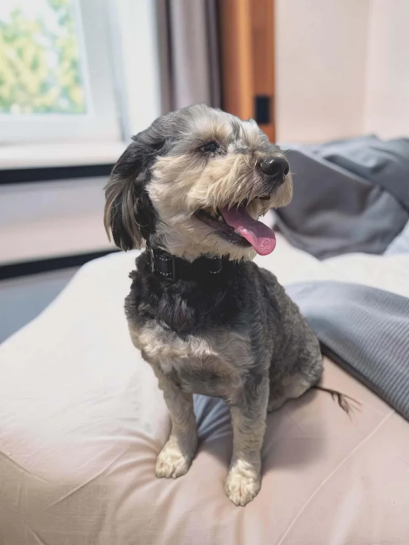 An adult small-sized male Black Maltipoo dog named Harley & Phantom for adoption in Lexington, KY
