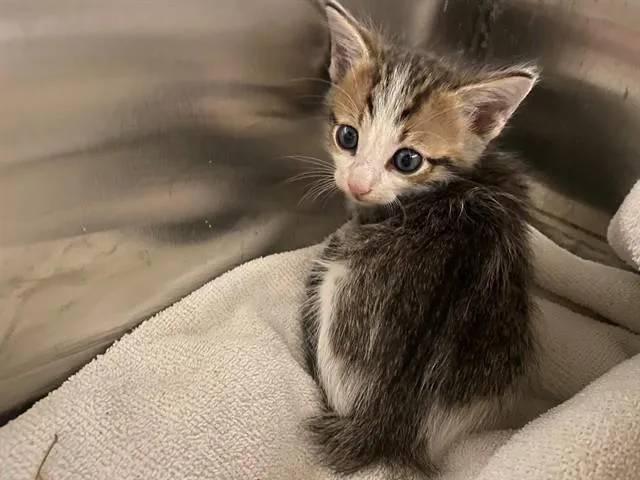 A baby small-sized female Domestic Short Hair cat named Lily for adoption in Garland, TX